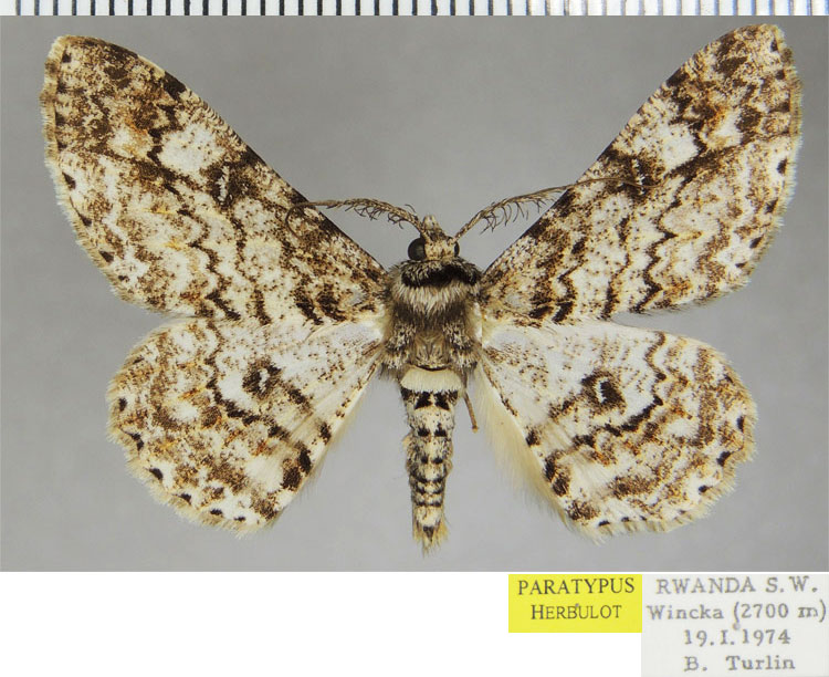 /filer/webapps/moths/media/images/T/turlini_Cleora_PTM_ZSMa.jpg