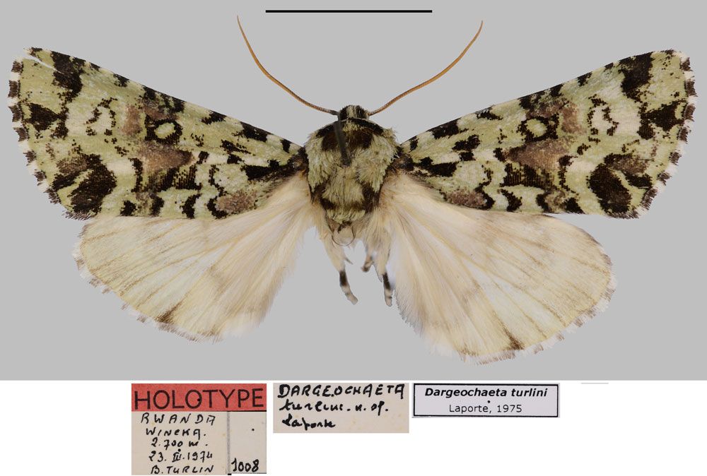 /filer/webapps/moths/media/images/T/turlini_Dargeochaeta_HT_MNHN.jpg