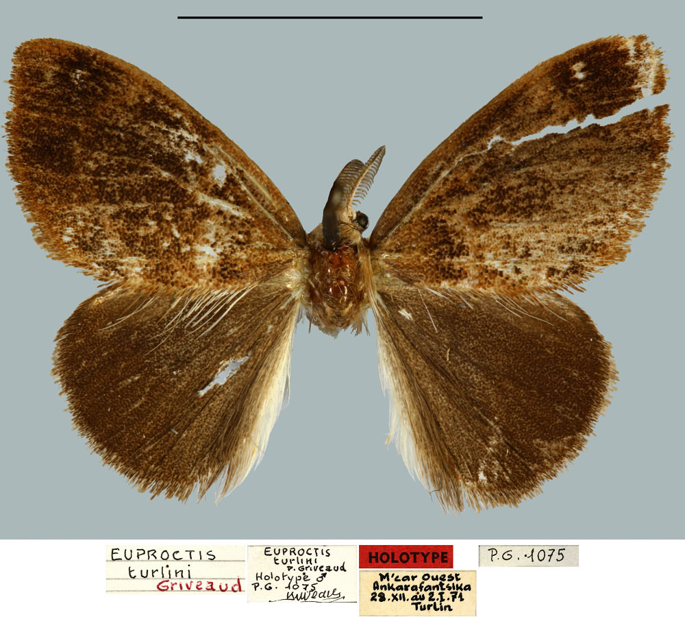 /filer/webapps/moths/media/images/T/turlini_Euproctis_HT_MNHN.jpg