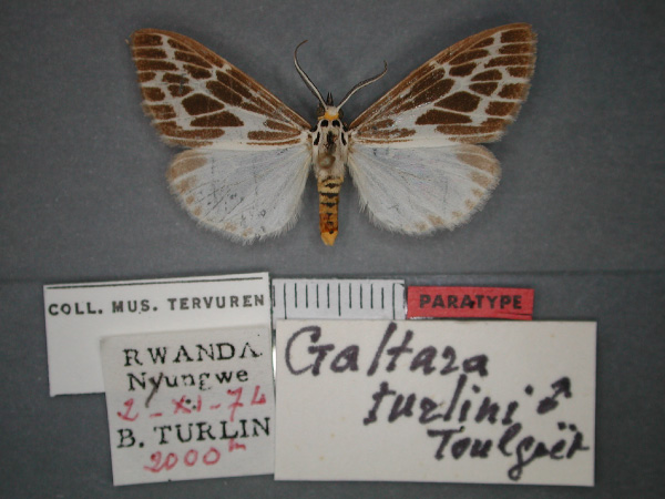 /filer/webapps/moths/media/images/T/turlini_Galtara_PT_RMCA_01.jpg