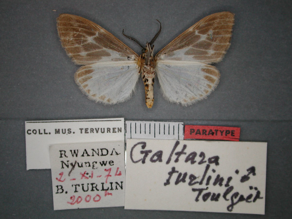 /filer/webapps/moths/media/images/T/turlini_Galtara_PT_RMCA_02.jpg