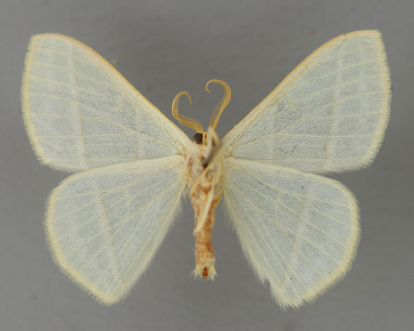 /filer/webapps/moths/media/images/T/turlini_Heterorachis_HT_ZSM_02.jpg