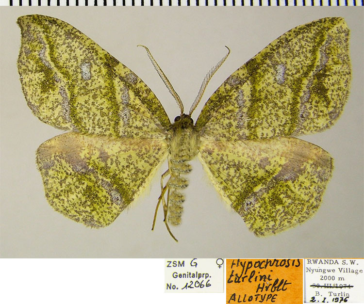 /filer/webapps/moths/media/images/T/turlini_Hypochrosis_AT_ZSM.jpg