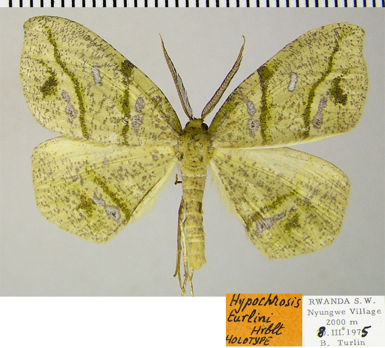 /filer/webapps/moths/media/images/T/turlini_Hypochrosis_HT_ZSMa.jpg