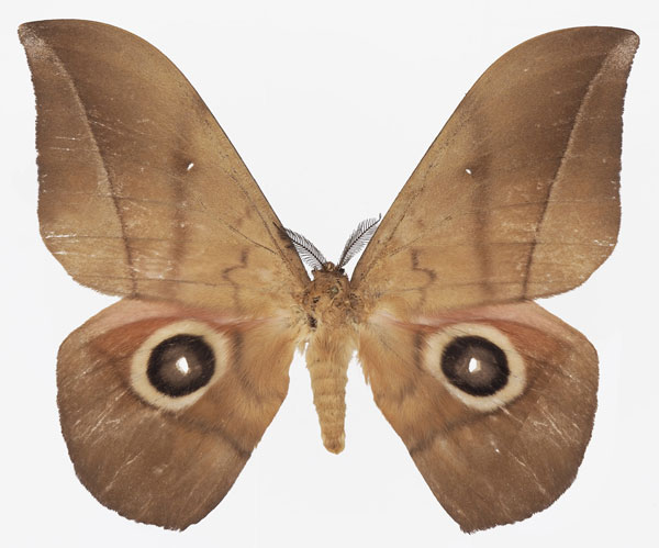 /filer/webapps/moths/media/images/T/turlini_Lobobunaea_AM_Basquina.jpg