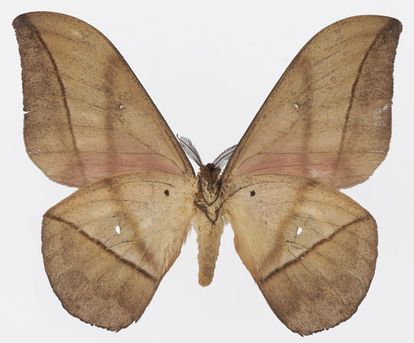 /filer/webapps/moths/media/images/T/turlini_Lobobunaea_AM_Basquinb.jpg