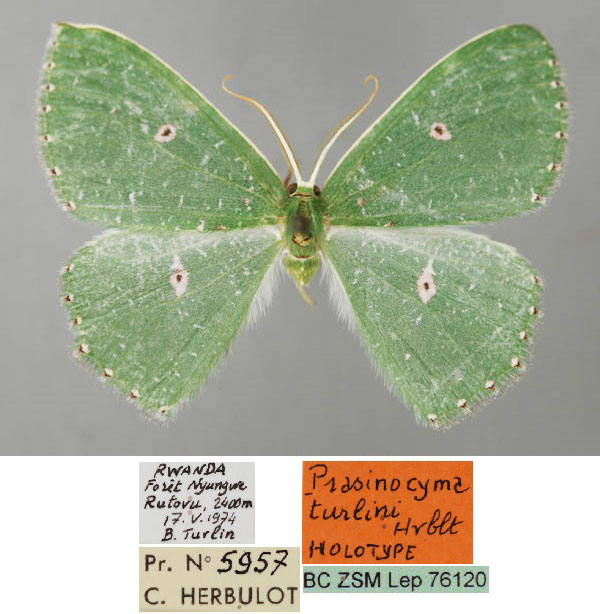 /filer/webapps/moths/media/images/T/turlini_Prasinocyma_HT_ZSM_01.jpg