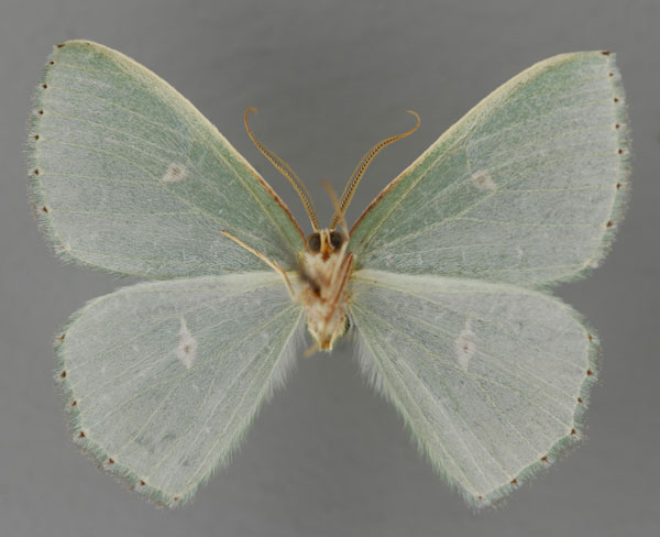 /filer/webapps/moths/media/images/T/turlini_Prasinocyma_HT_ZSM_02.jpg