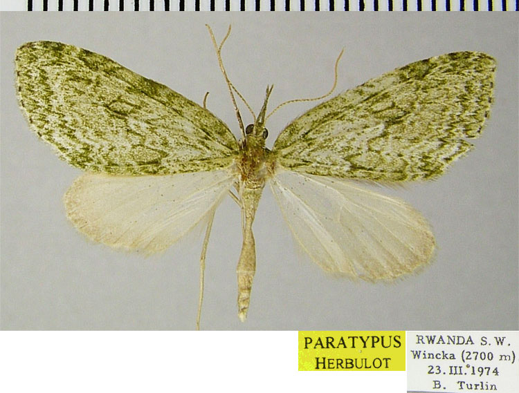 /filer/webapps/moths/media/images/T/turlini_Protosteira_PTF_ZSM.jpg