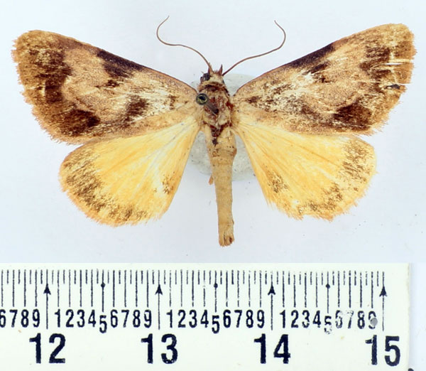/filer/webapps/moths/media/images/T/turlini_Remigiodes_AM_BMNH.jpg