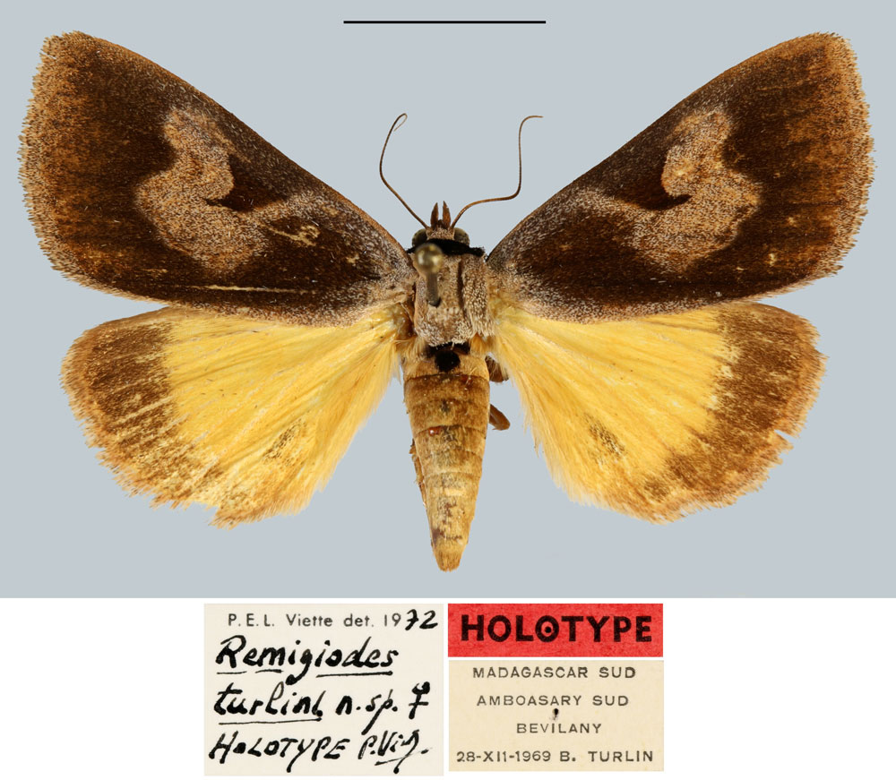 /filer/webapps/moths/media/images/T/turlini_Remigiodes_HT_MNHN.jpg