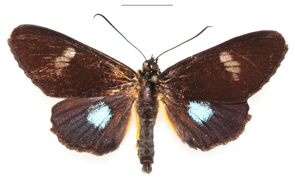 /filer/webapps/moths/media/images/T/turlini_Rothia_AM_RBINSa.jpg
