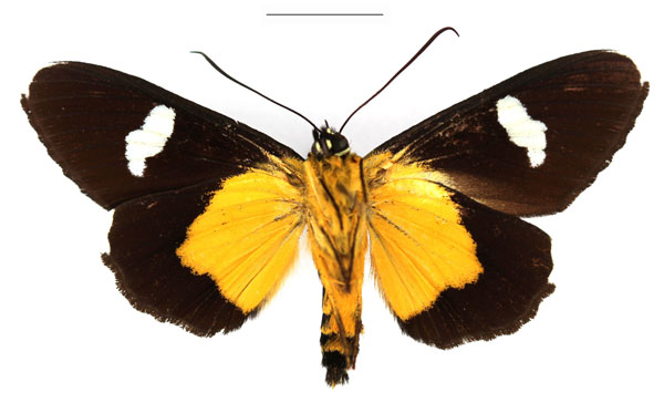 /filer/webapps/moths/media/images/T/turlini_Rothia_AM_RBINSb.jpg