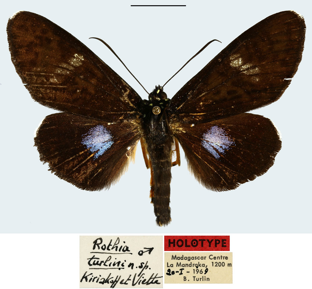 /filer/webapps/moths/media/images/T/turlini_Rothia_HT_MNHNa.jpg