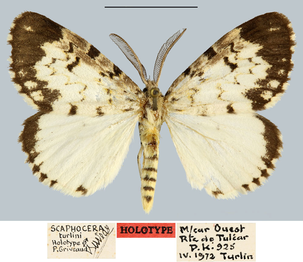 /filer/webapps/moths/media/images/T/turlini_Scaphocera_HT_MNHN.jpg