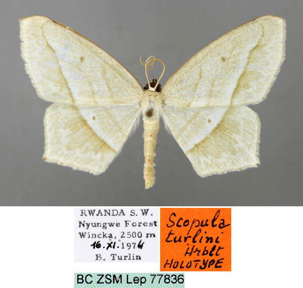 /filer/webapps/moths/media/images/T/turlini_Scopula_HT_ZSM_01.jpg