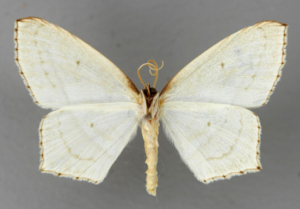 /filer/webapps/moths/media/images/T/turlini_Scopula_HT_ZSM_02.jpg