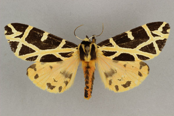 /filer/webapps/moths/media/images/T/turlini_Seydelia_AM_BMNH.jpg