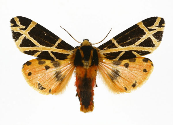 /filer/webapps/moths/media/images/T/turlini_Seydelia_AM_DePrins.jpg