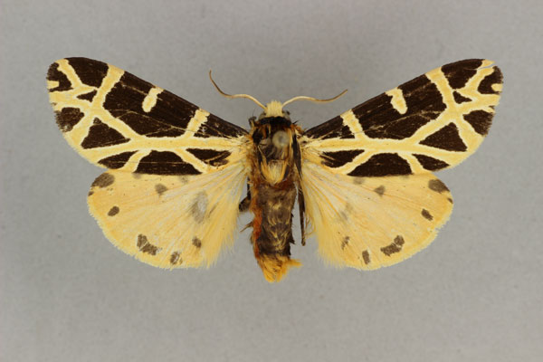 /filer/webapps/moths/media/images/T/turlini_Seydelia_PT_BMNH.jpg