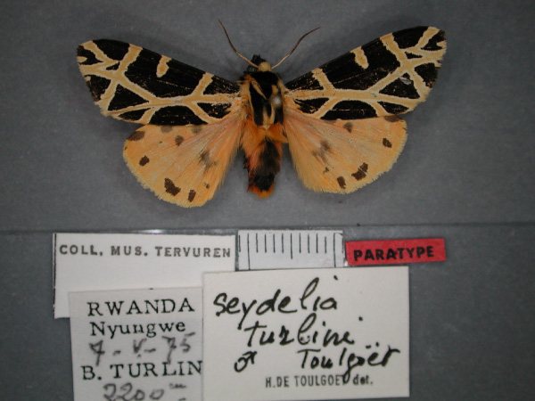 /filer/webapps/moths/media/images/T/turlini_Seydelia_PT_RMCA_01.jpg