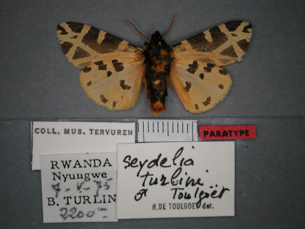 /filer/webapps/moths/media/images/T/turlini_Seydelia_PT_RMCA_02.jpg