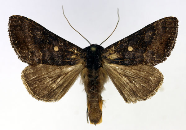 /filer/webapps/moths/media/images/T/turlini_Thysanoplusia_AM_Aulombard.jpg