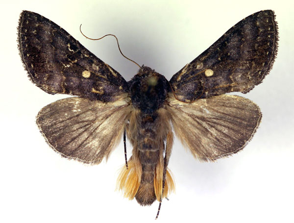 /filer/webapps/moths/media/images/T/turlini_Thysanoplusia_AM_RMCA.jpg