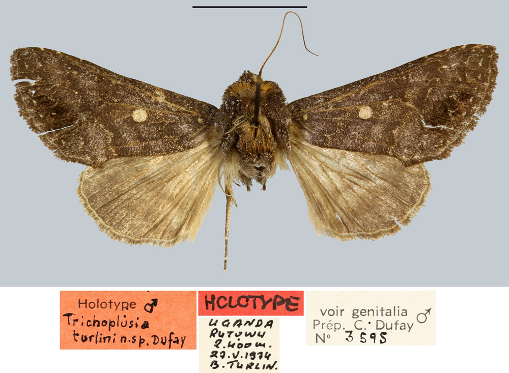 /filer/webapps/moths/media/images/T/turlini_Trichoplusia_HT_MNHN.jpg