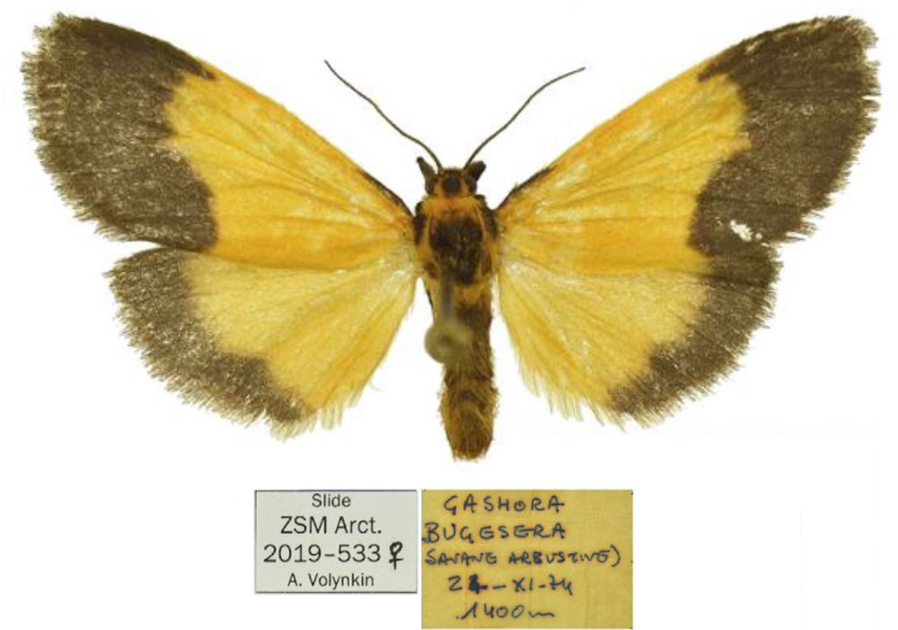 /filer/webapps/moths/media/images/T/turlini_Tumicla_PTF_ZSM.jpg