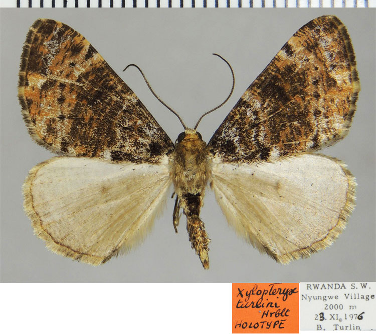 /filer/webapps/moths/media/images/T/turlini_Xylopteryx_HT_ZSMa.jpg