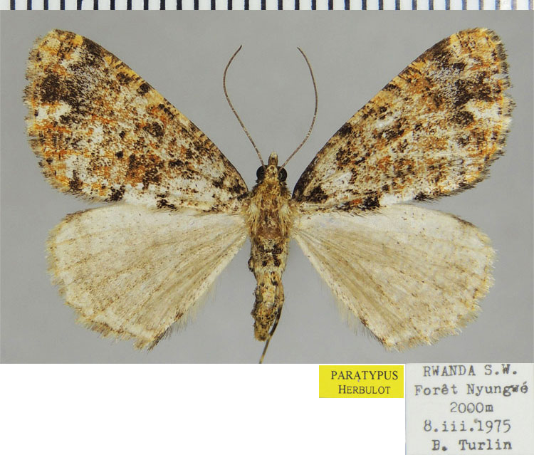 /filer/webapps/moths/media/images/T/turlini_Xylopteryx_PTF_ZSM.jpg