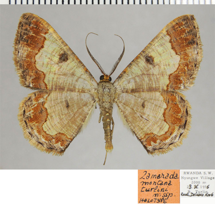 /filer/webapps/moths/media/images/T/turlini_Zamarada_HT_ZSMa.jpg