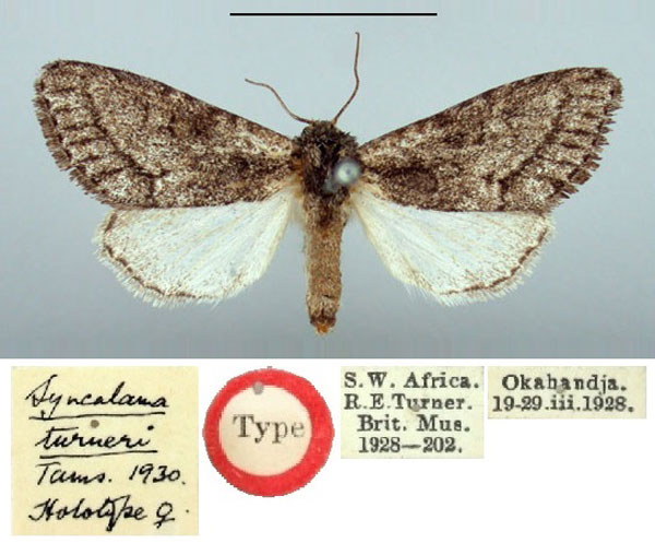 /filer/webapps/moths/media/images/T/turneri_Syncalama_HT_BMNH.jpg