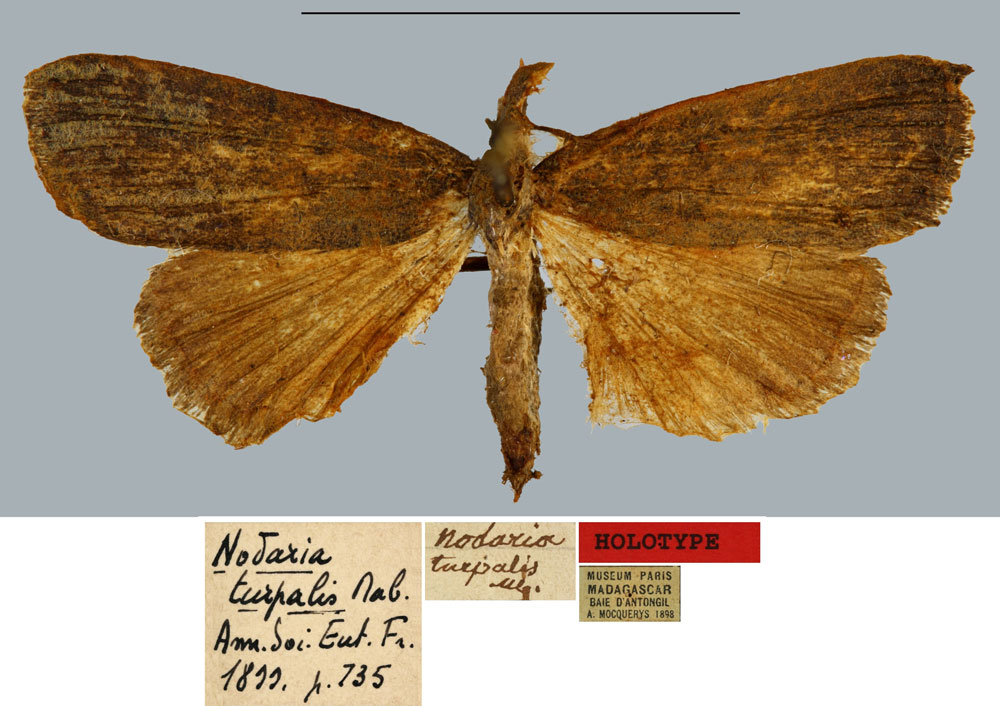 /filer/webapps/moths/media/images/T/turpalis_Nodaria_HT_MNHN.jpg