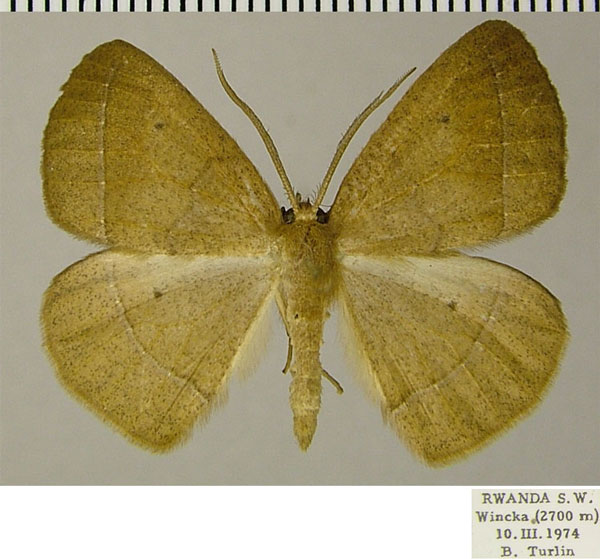 /filer/webapps/moths/media/images/T/turpis_Psilocerea_AM_ZSMa.jpg