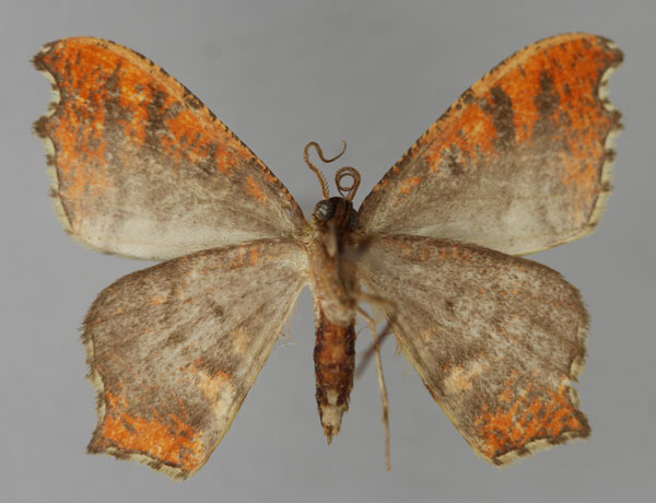 /filer/webapps/moths/media/images/T/turpisaria_Hypocoela_A_ZSM_02.jpg
