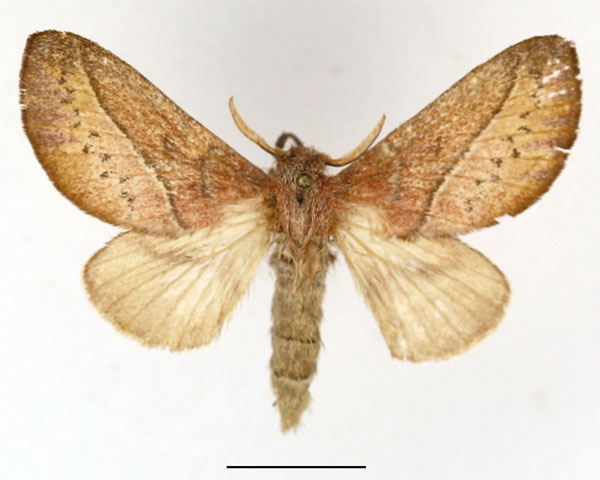 /filer/webapps/moths/media/images/T/turtur_Phoenicladocera_AF_Basquin.jpg