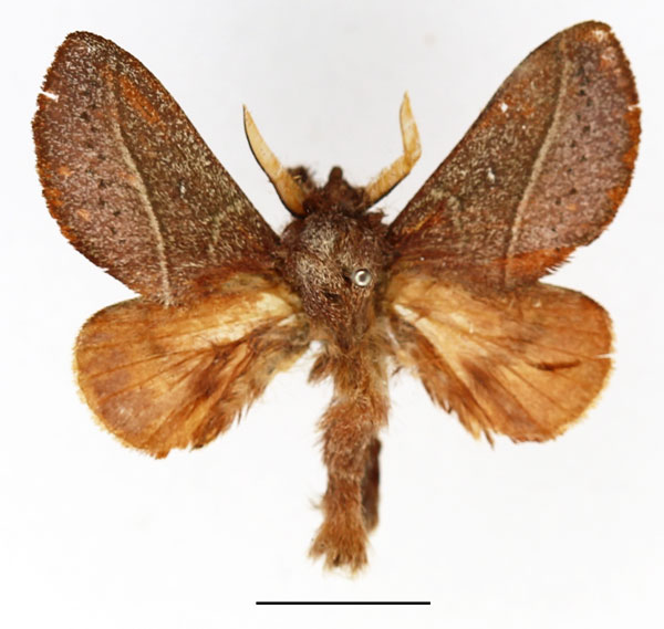 /filer/webapps/moths/media/images/T/turtur_Phoenicladocera_AM_Basquin_02.jpg