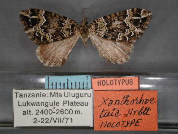 /filer/webapps/moths/media/images/T/tuta_Xanthorhoe_HT_RMCA_01.jpg