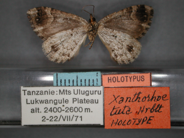 /filer/webapps/moths/media/images/T/tuta_Xanthorhoe_HT_RMCA_02.jpg