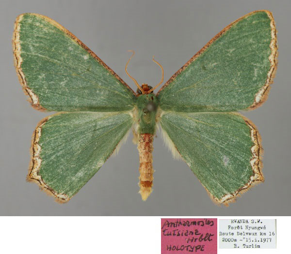 /filer/webapps/moths/media/images/T/tutsiana_Antharmostes_HT_ZSM_01.jpg