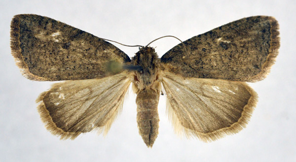 /filer/webapps/moths/media/images/T/typhla_Churia_A_NHMO_01.jpg