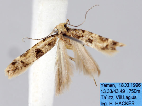 /filer/webapps/moths/media/images/T/typica_Deltophora_AF_ZMHB.jpg