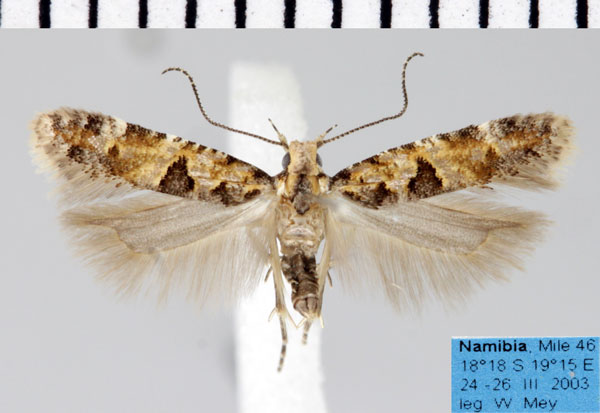 /filer/webapps/moths/media/images/T/typica_Deltophora_AM_ZMHB.jpg