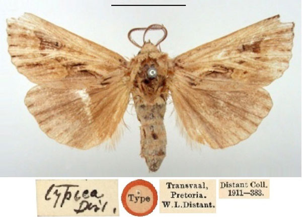 /filer/webapps/moths/media/images/T/typica_Matopo_HT_BMNH.jpg