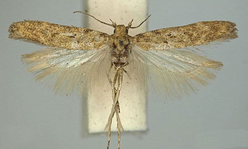 /filer/webapps/moths/media/images/T/typica_Scrobipalpa_PTF_TMSA_01.jpg