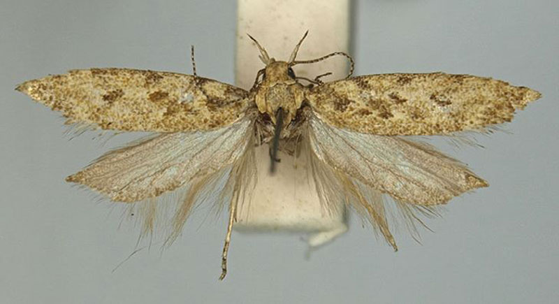 /filer/webapps/moths/media/images/T/typica_Scrobipalpa_PTF_TMSA_02.jpg