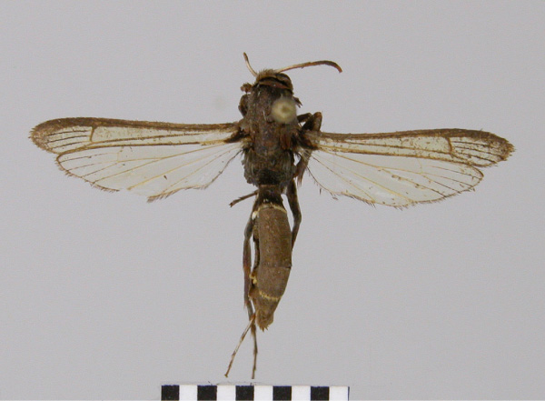 /filer/webapps/moths/media/images/T/typica_Similipepsis_AF_RMCA.jpg