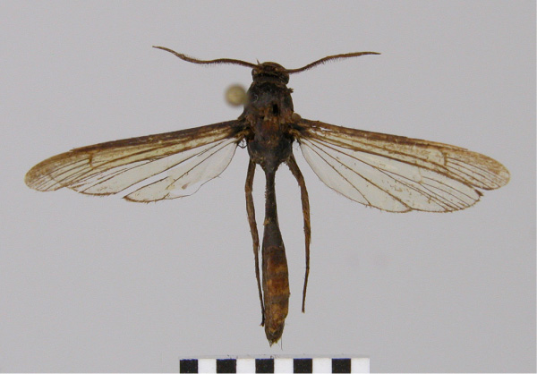 /filer/webapps/moths/media/images/T/typica_Similipepsis_AM_RMCA.jpg